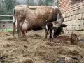 Продавам БРГ крава , снимка 1