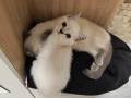 Британско късокосместо котенце , снимка 2
