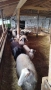 Продавам 60 овце, снимка 3
