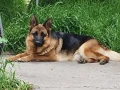 Немска овчарка , снимка 5