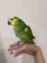 Ръчно хранена Синьочела Амазона на  3 месеца, снимка 2