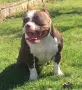 American Bully Pocket, снимка 10