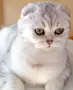 Британско коте женско, снимка 5