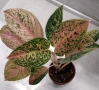 Аглаонема, снимка 3