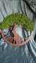 Лазерно гравирано дърво на живота с вечнозелен и вечно жив скандинавски мъх, снимка 4