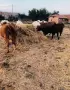 Големи рулонни бали сено, снимка 3