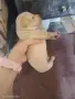 продава мини пинчер, снимка 6