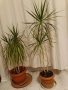 Драцена с 10 стебла, снимка 10