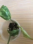 Philodendron Gloriosum Snow Leopard , снимка 4