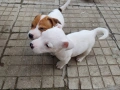 Джак Ръсел Териер , снимка 9
