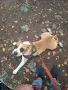 Мъжки AMSTAFF за разплод, снимка 3