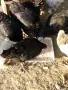 Ярки на 6 месеца и пилета на 3 месеца , снимка 2