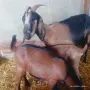 Нубийска коза и мъжко яре пръчле , снимка 1
