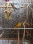 Поен мъжки папагал 25г, снимка 3