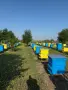 Пчелен мед, реколта 2026, букет, снимка 6