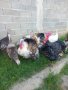 ПРОДАВАМ  МЛАДИ ПУЙКИ НА 12   МЕСЕЦА, снимка 17
