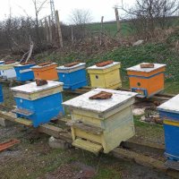 Продавам пчелни семейства:, снимка 3 - За селскостопански - 44295214
