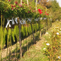 Щамбови рози, цветово разнообразие., снимка 12 - Градински цветя и растения - 44639785