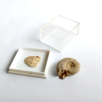 Вкаменелости/фосили: 100% автентични амонит, снимка 1 - Антикварни и старинни предмети - 44742135