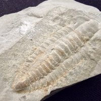 Фосил на Perrector Falloti - период Камбрий, снимка 1 - Колекции - 37910784