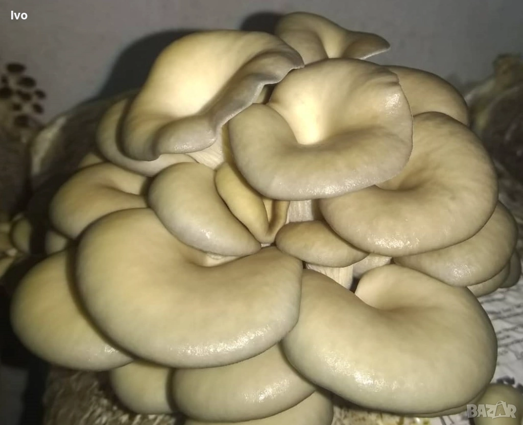 Гъби кладница, чували със заразен субстрат! " Ферма за гъби Койчеви, снимка 1