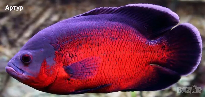 Американски цихлиди, снимка 1