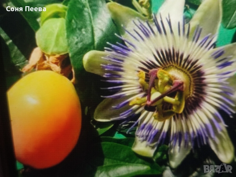 Пасифлора в контейнер, снимка 1