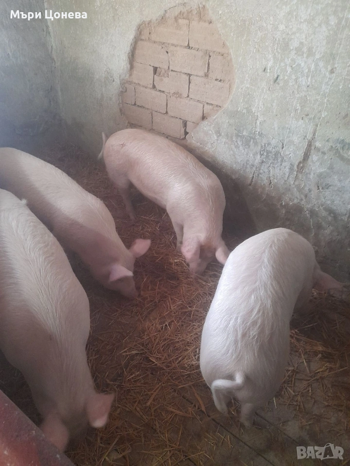 прасенца , снимка 1