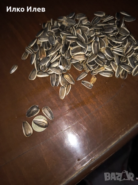 Едър слънчоглед, снимка 1