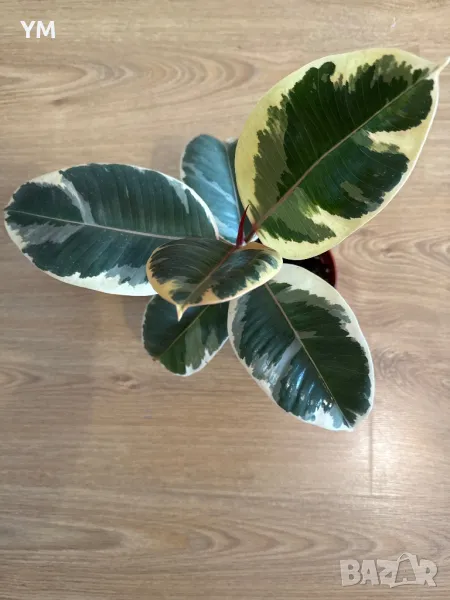 Фикус еластика Тинеке, снимка 1