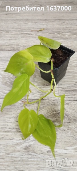 Филодендрон Lime, снимка 1