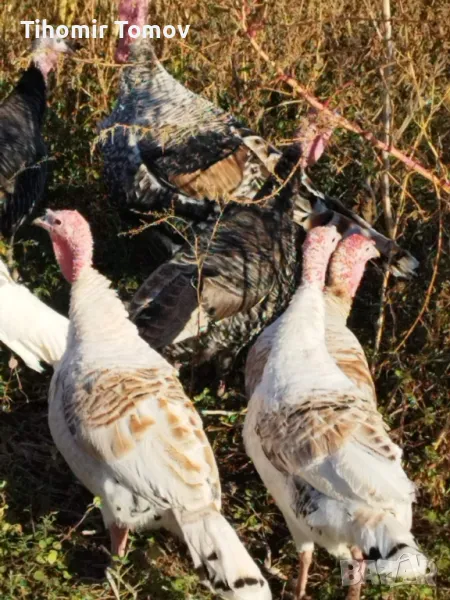 продавам домашно гледани пуйки пуяци , снимка 1