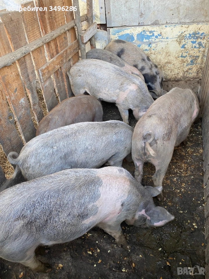 Продавам прасета, снимка 1