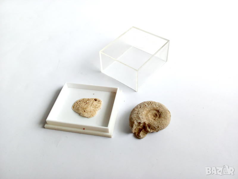 Вкаменелости/фосили: 100% автентични амонит, снимка 1