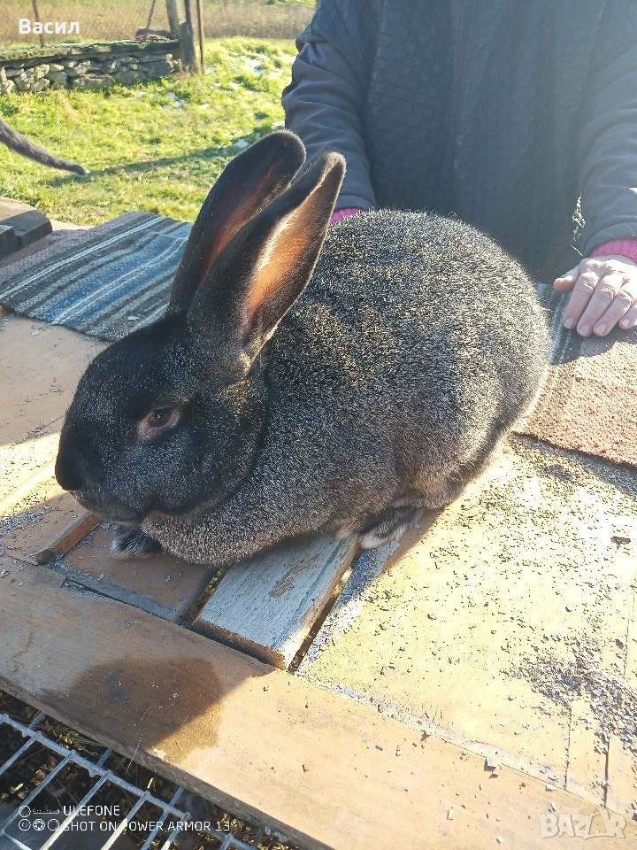 Зайци домашни , снимка 1