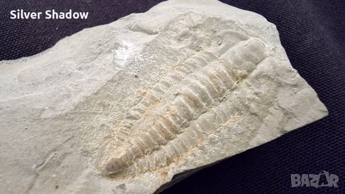 Фосил на Perrector Falloti - период Камбрий, снимка 1