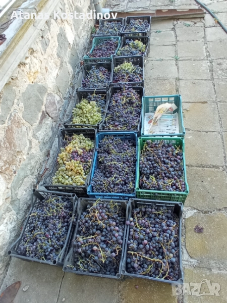 Грозде от асма, снимка 1