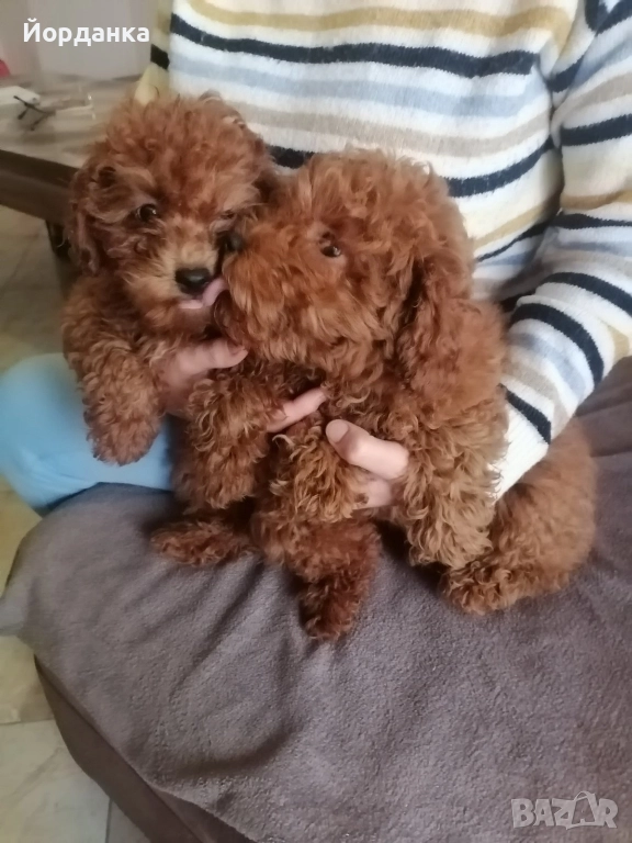 Пудел той, снимка 1