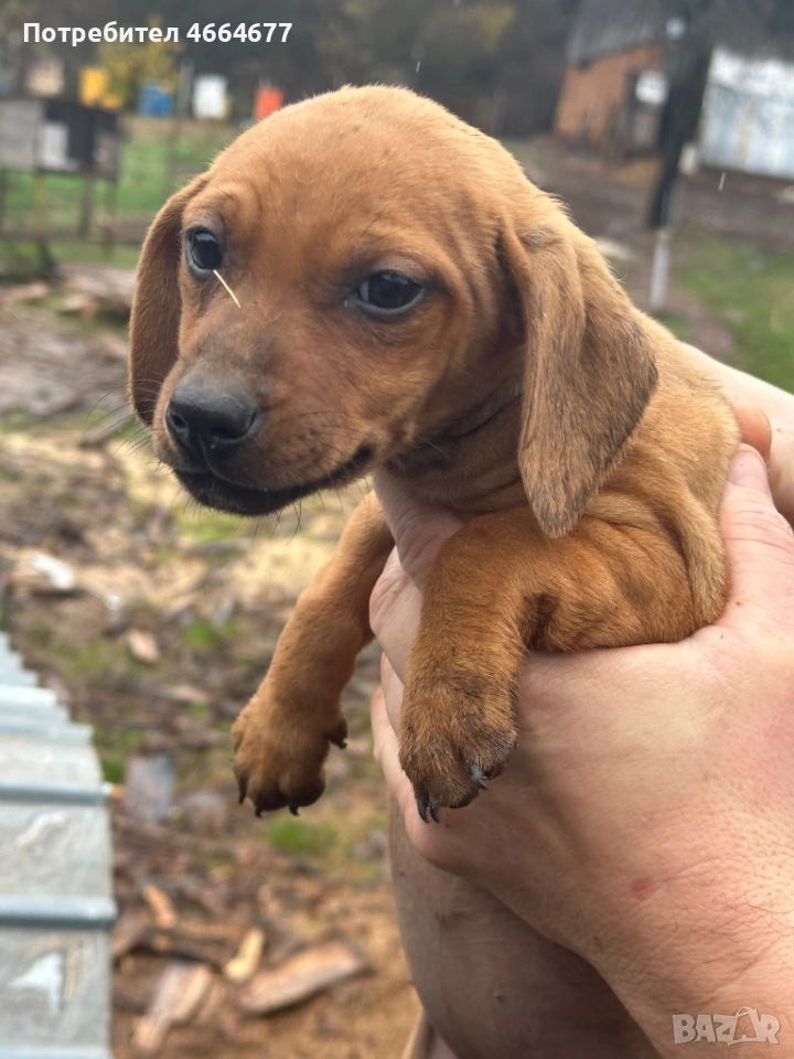 Подарявам кученца , снимка 1