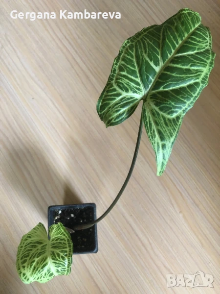 Syngonium Batik , снимка 1