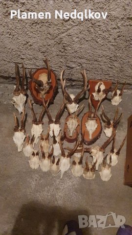 Сет рога, снимка 3 - Колекции - 39485402