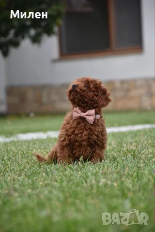Той пудел Toy poodle, снимка 4 - Пудели - 55006000