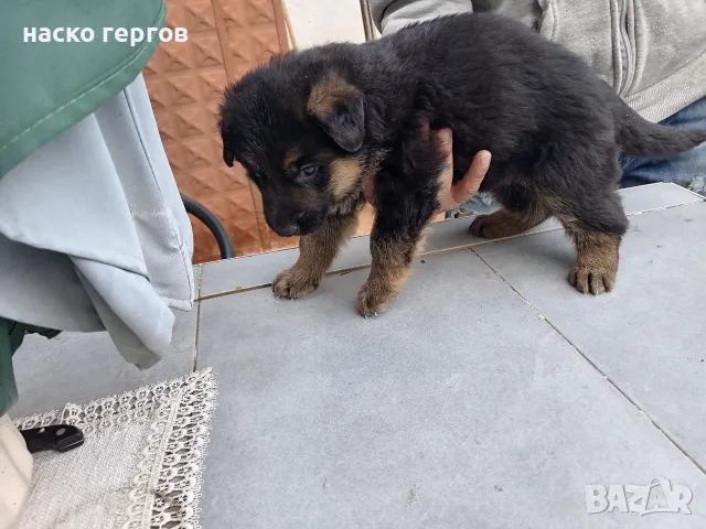 женска немска овчарка 