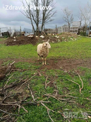 ПРОДАВАМ КОЧ, снимка 3 - Овце - 54324564
