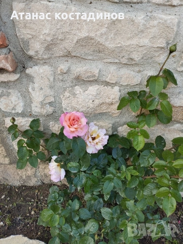 Рози различни цветове, снимка 3 - Градински цветя и растения - 54234394