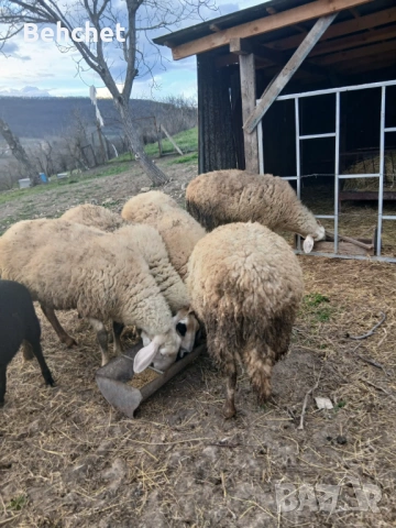 Овце за продан