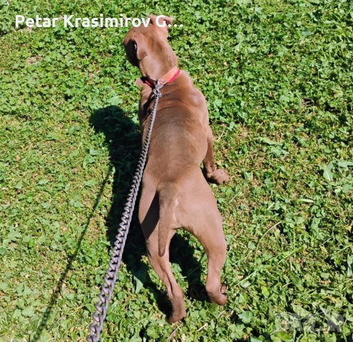 МАЯ НА 9 МЕСЕЦА!!!!, снимка 3 - Питбул - 52940370