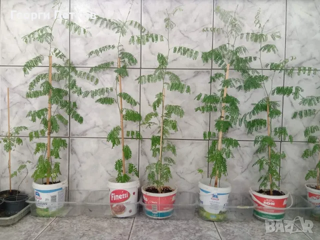 Цезалпиния, Жълта Райска Птица с височина около 70 -80 см. - 10 €/бр., снимка 4 - Градински цветя и растения - 55734299