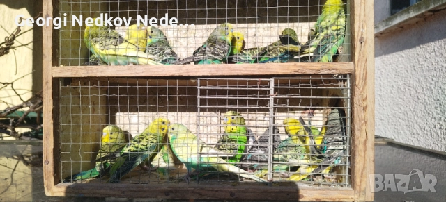 Продавам вълниси папагали, снимка 2 - Папагали - 52907228