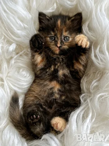 Пухкаво котенце, момиче, цвят костенурка, сибирка, коте, котка 